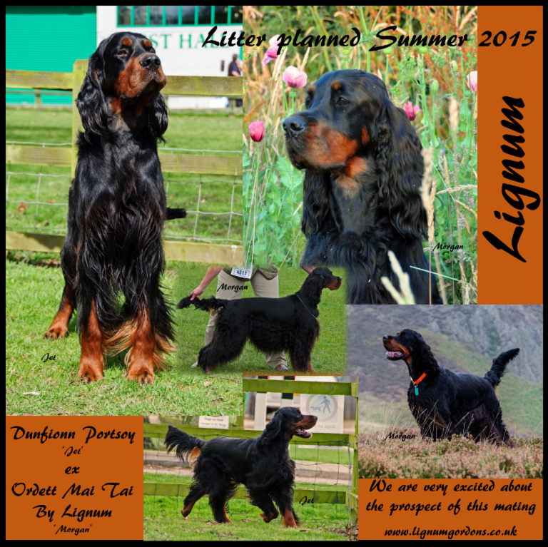 acana lamb and okanagan apple